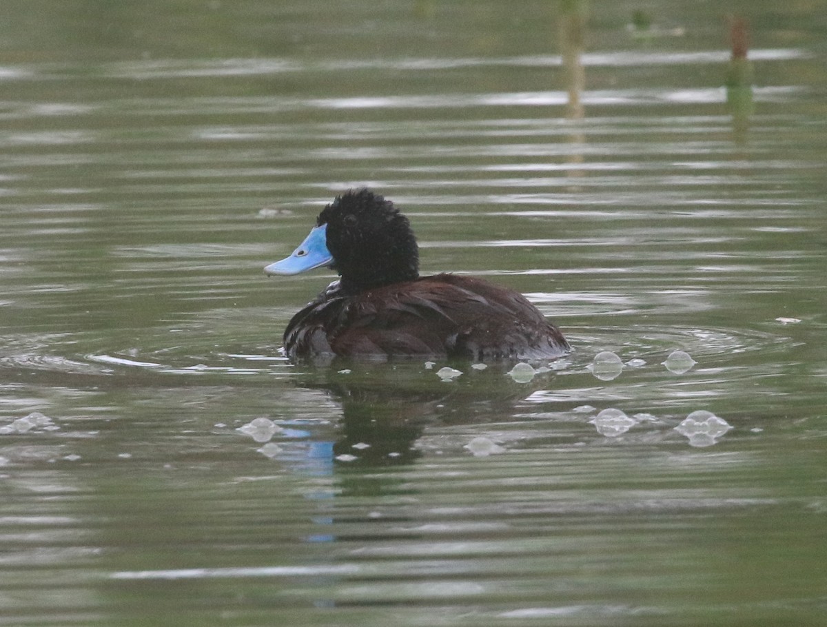 Blue-billed Duck - Martin Allen