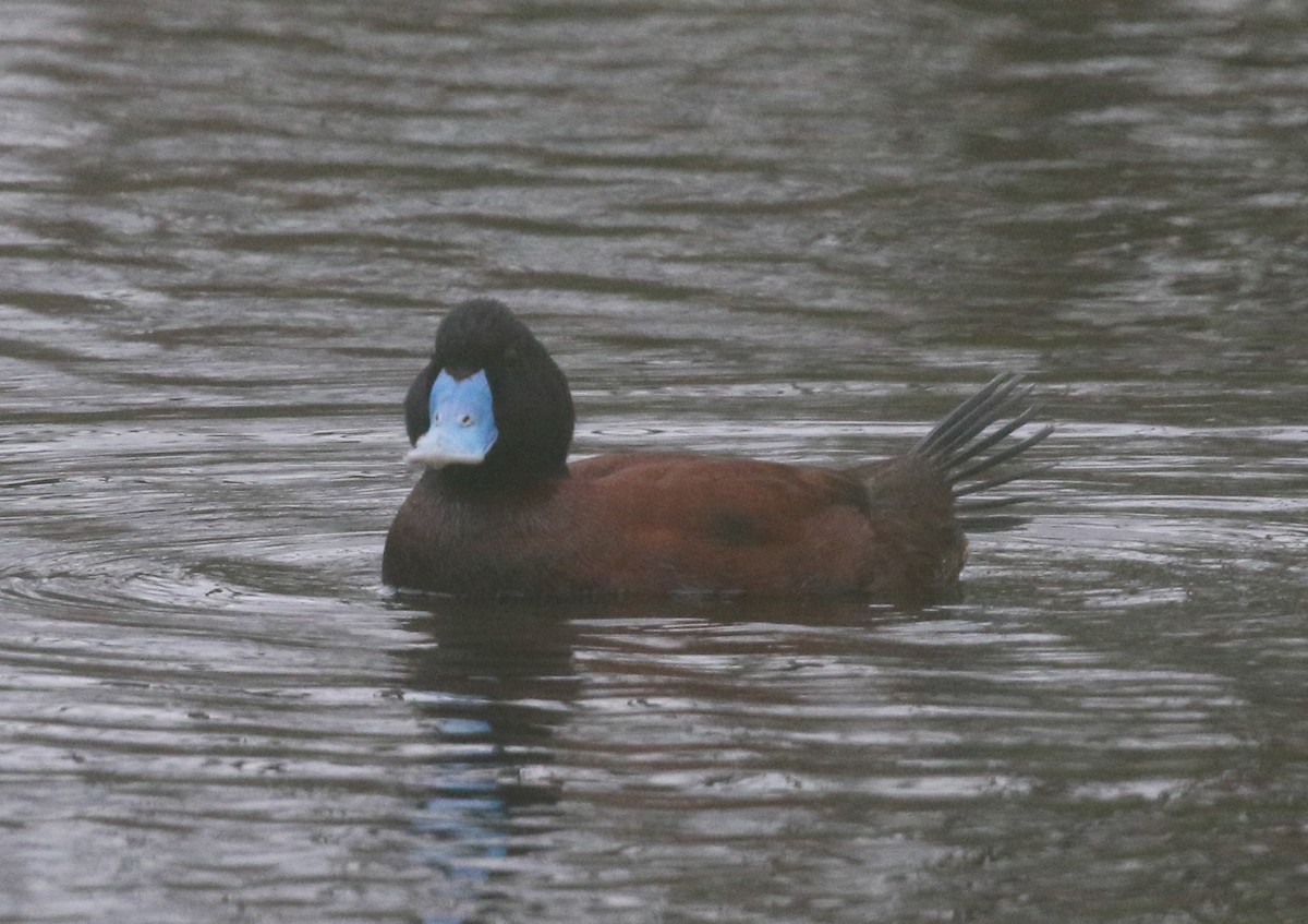 Blue-billed Duck - Martin Allen