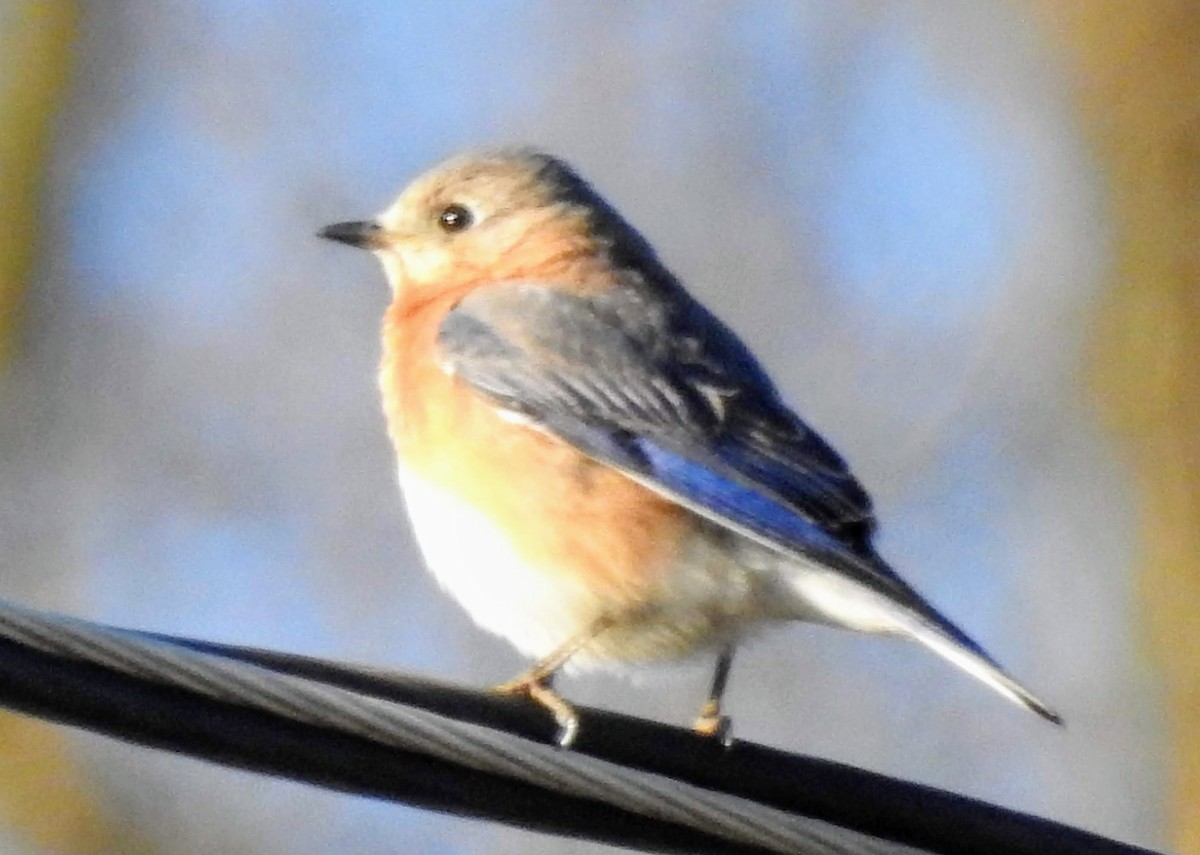 Eastern Bluebird - ML214527781