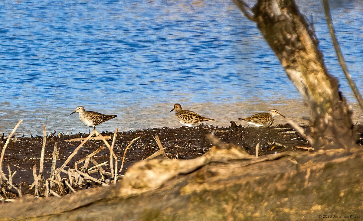 Pectoral Sandpiper - ML214528551