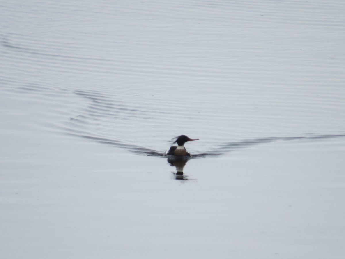 Red-breasted Merganser - ML214529461