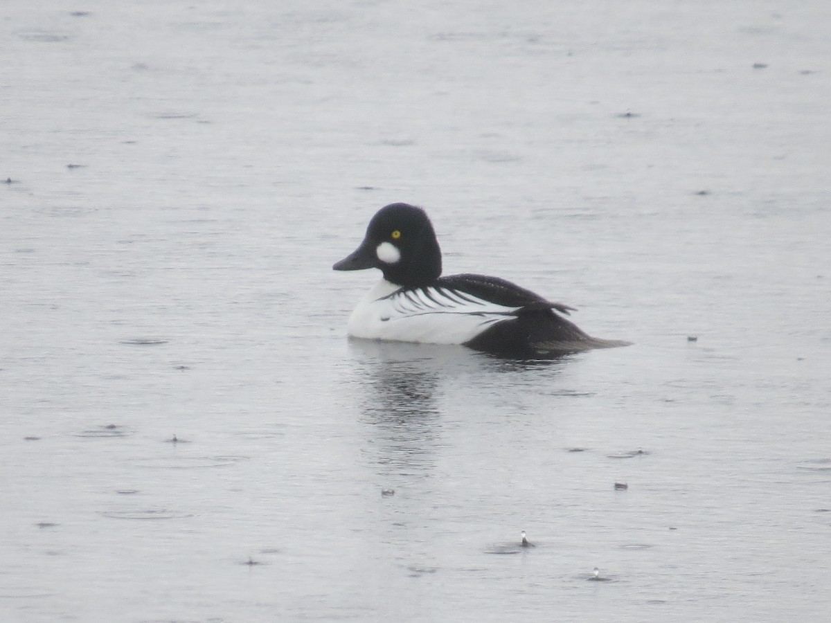 Common Goldeneye - ML214529941