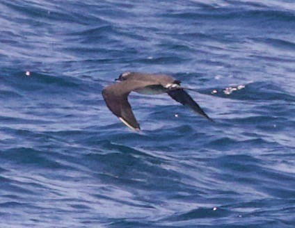 Long-tailed Jaeger - ML214530731