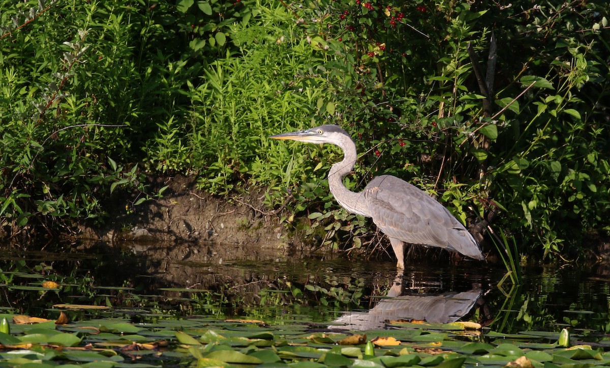 Great Blue Heron (Great Blue) - Jay McGowan