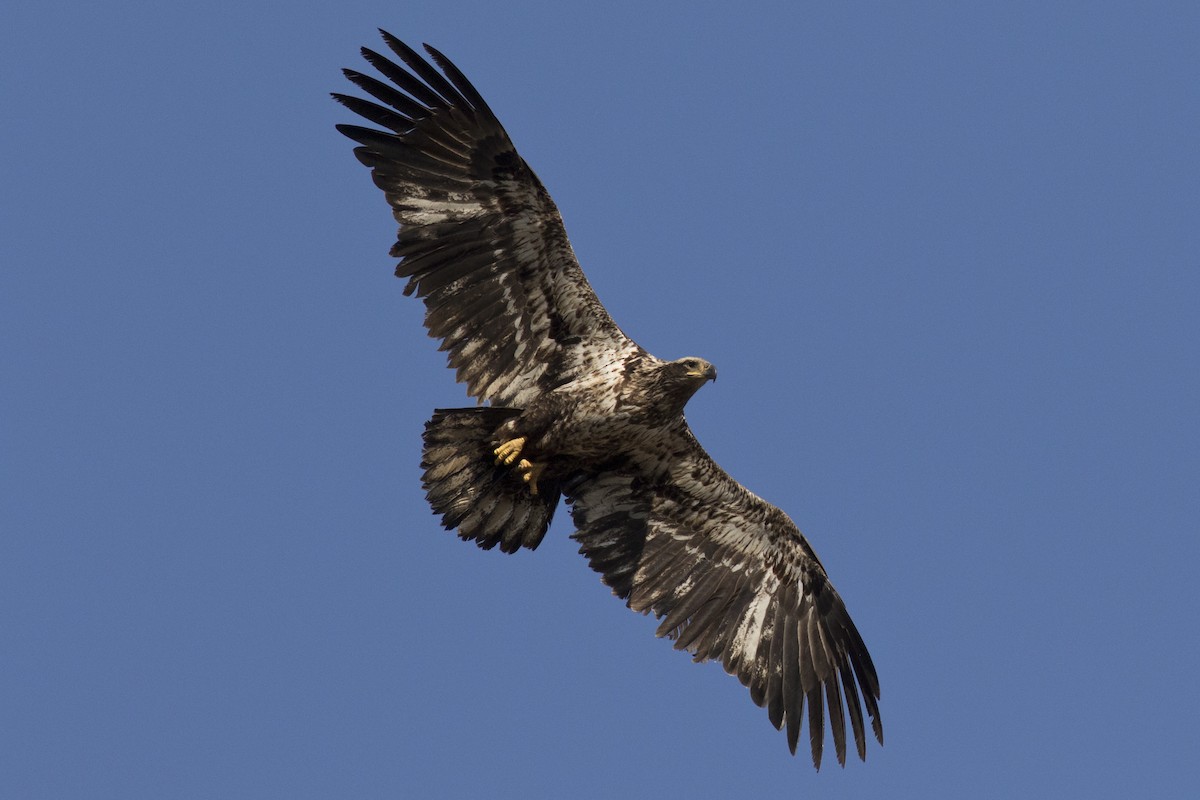 Bald Eagle - David Brown