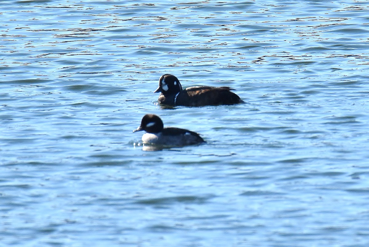 Harlequin Duck - ML214534551