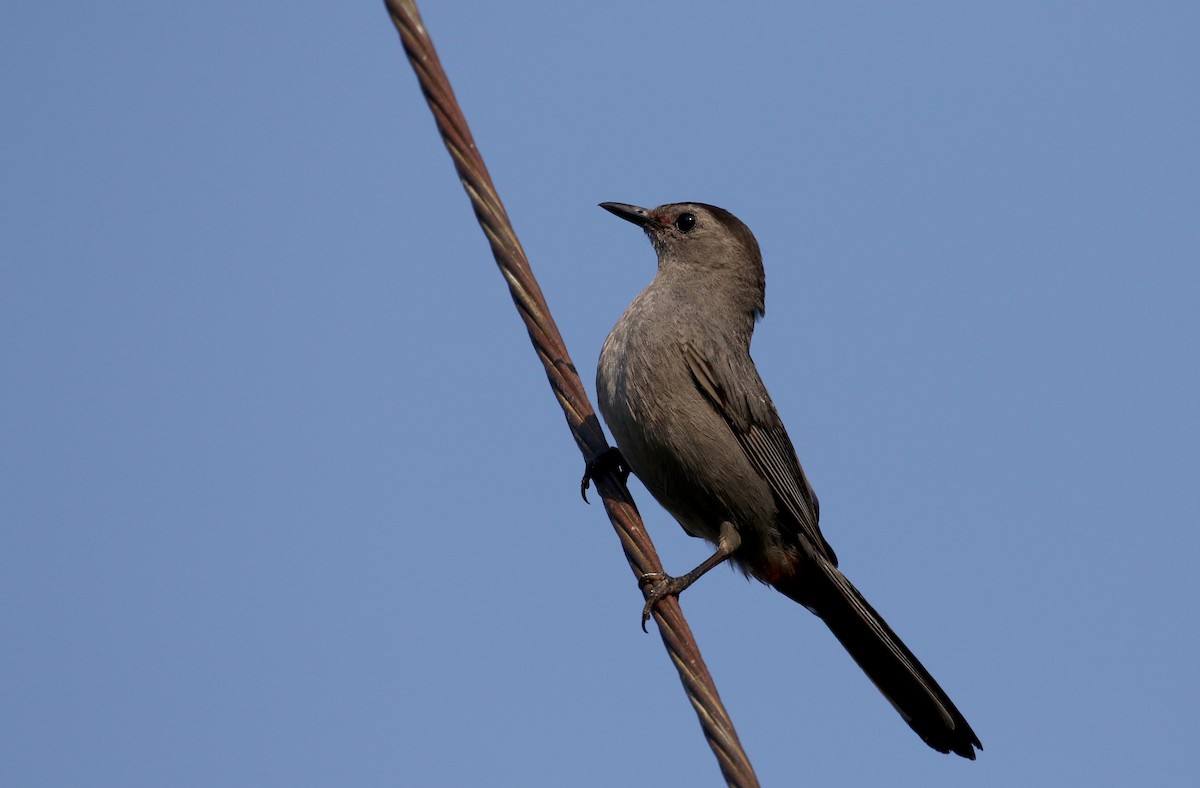 Gray Catbird - ML214535121