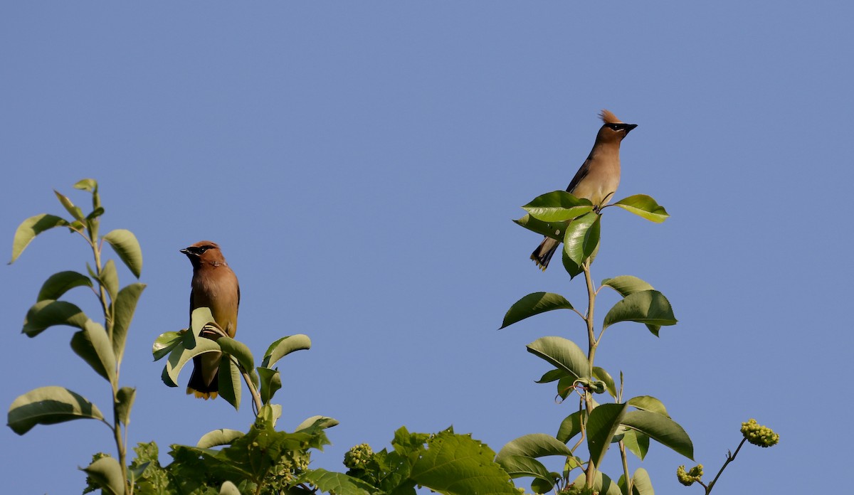 Cedar Waxwing - ML214535331