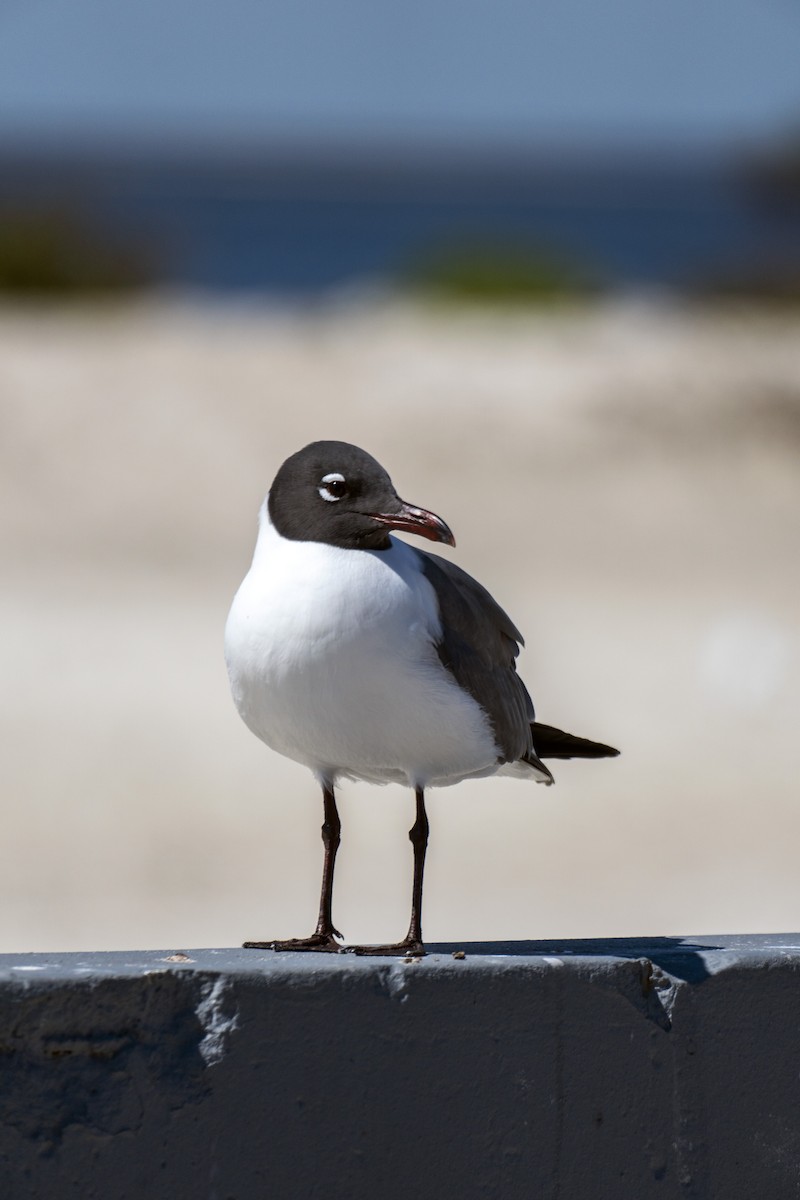 Laughing Gull - Elona Hart