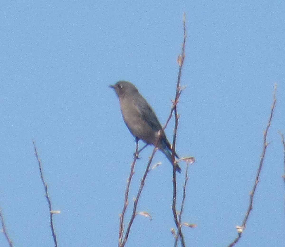 Townsend's Solitaire - ML214536061