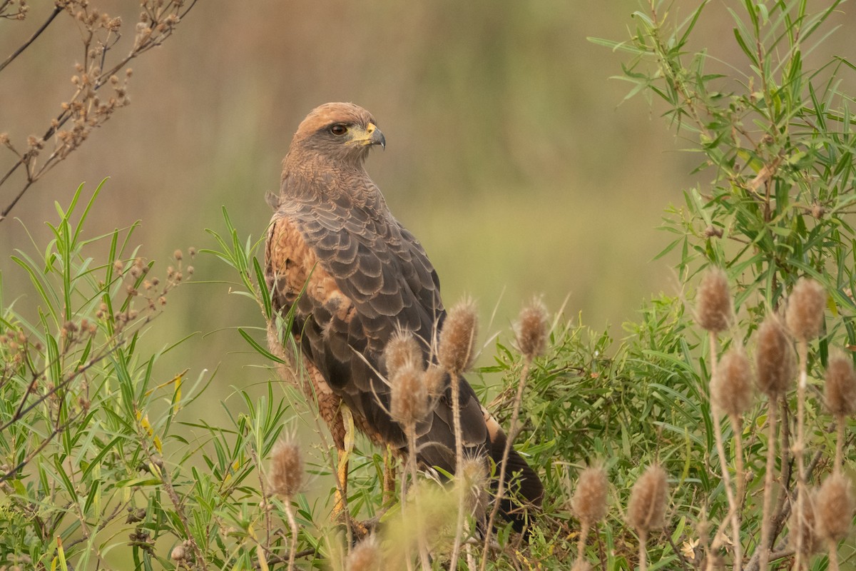 Savannenbussard - ML214536581