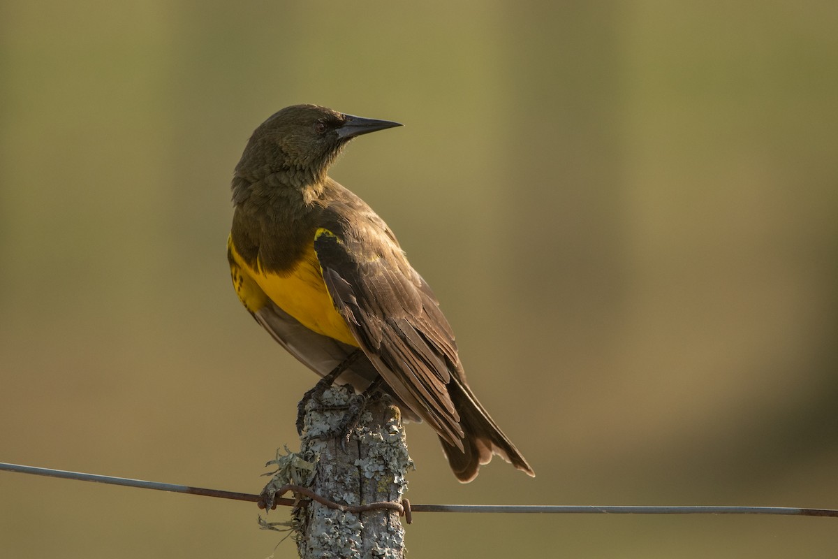 Brown-and-yellow Marshbird - ML214536731