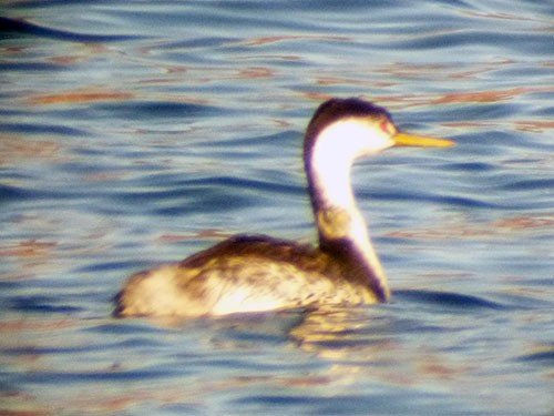 Clark's Grebe - ML21453821