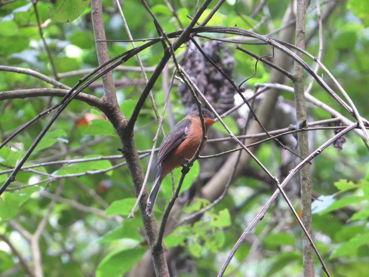 Lesser Antillean Pewee - Bob McDonald