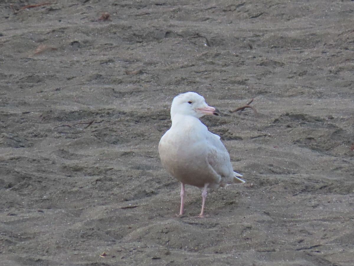 Glaucous Gull - ML214538781