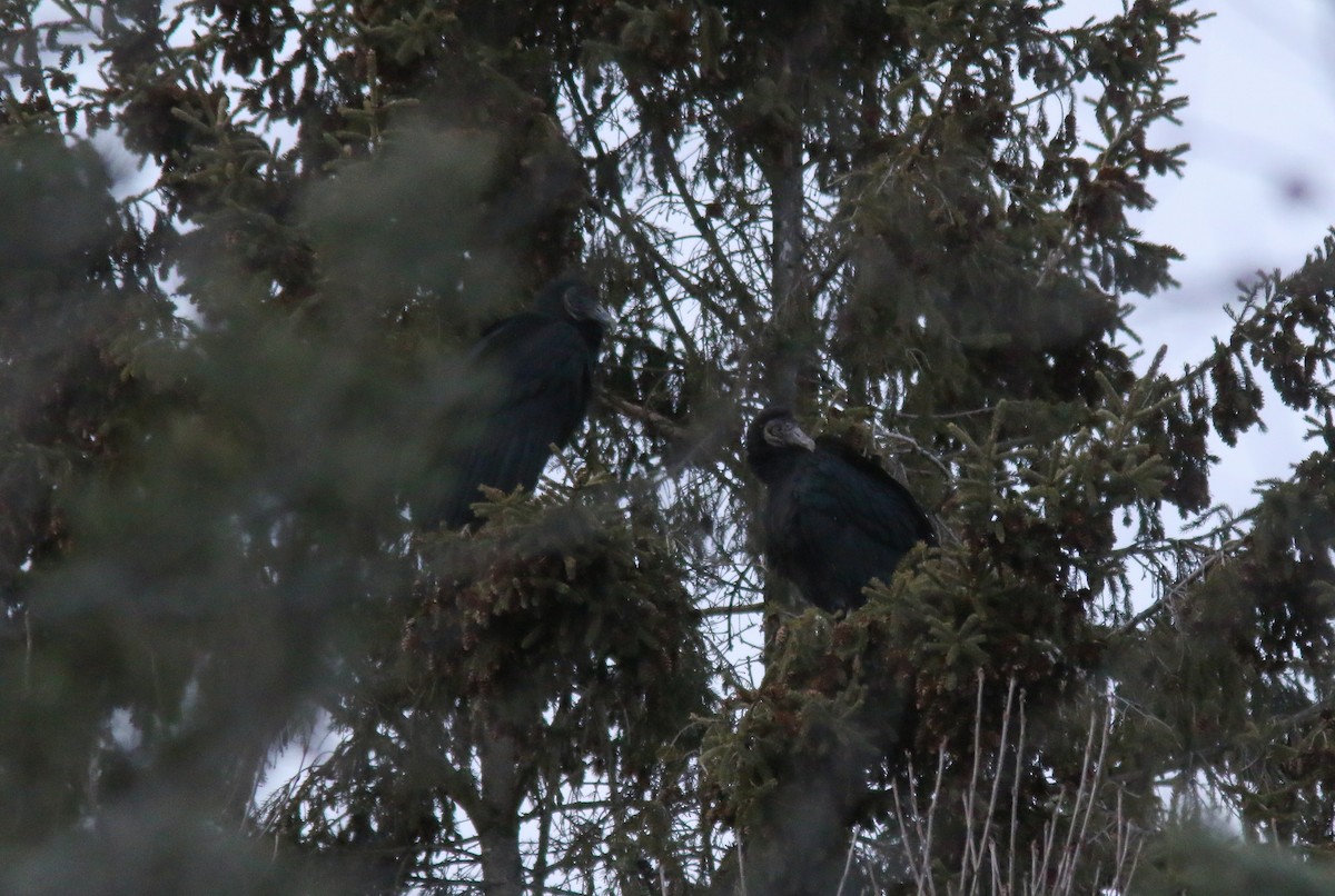 Black Vulture - ML214539251