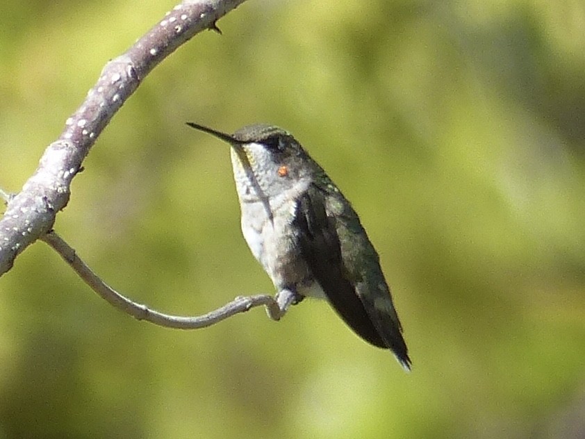 Colibri à gorge rubis - ML214539271