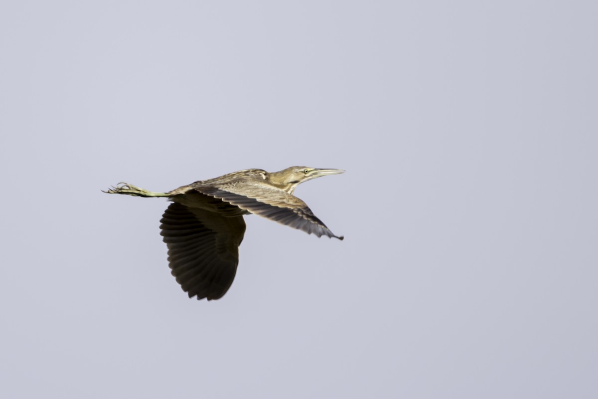 American Bittern - Jorge Eduardo Ruano