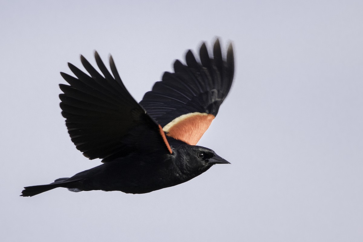 Red-winged Blackbird - Jorge Eduardo Ruano