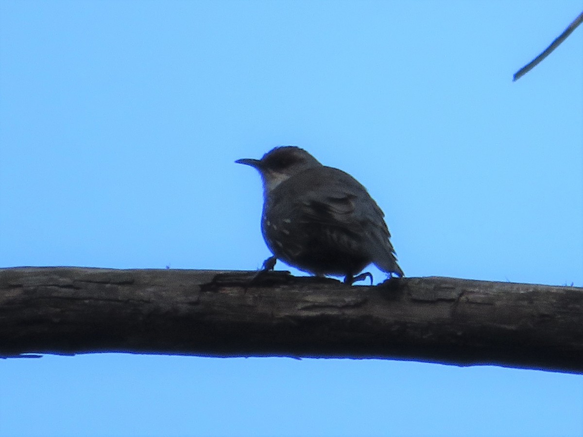 Red-browed Treecreeper - ML214541241