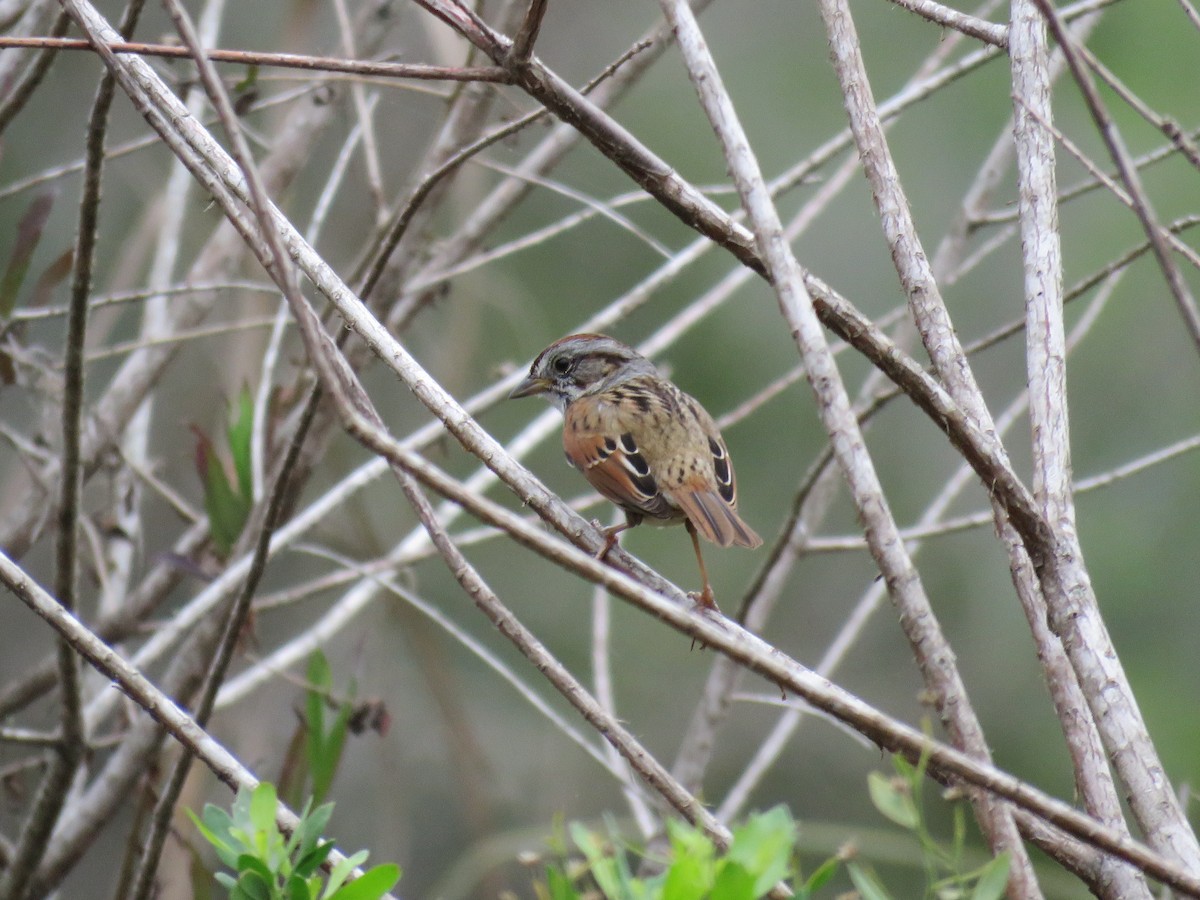 Swamp Sparrow - ML214541251