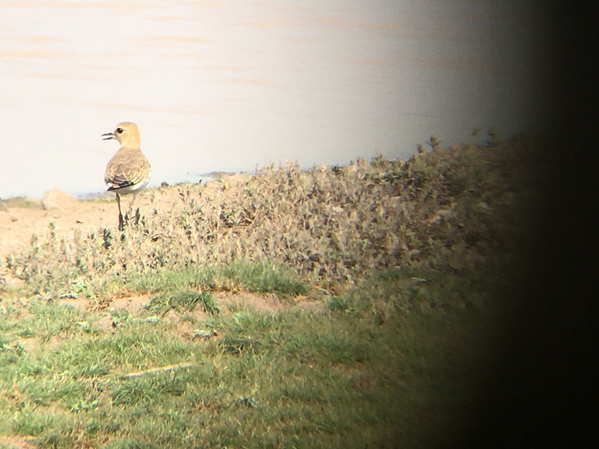 Oriental Plover - ML214541521