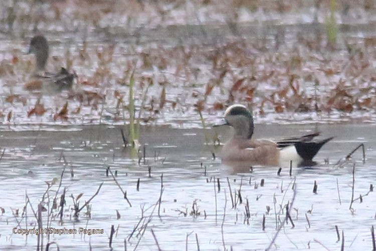 American Wigeon - ML214542061