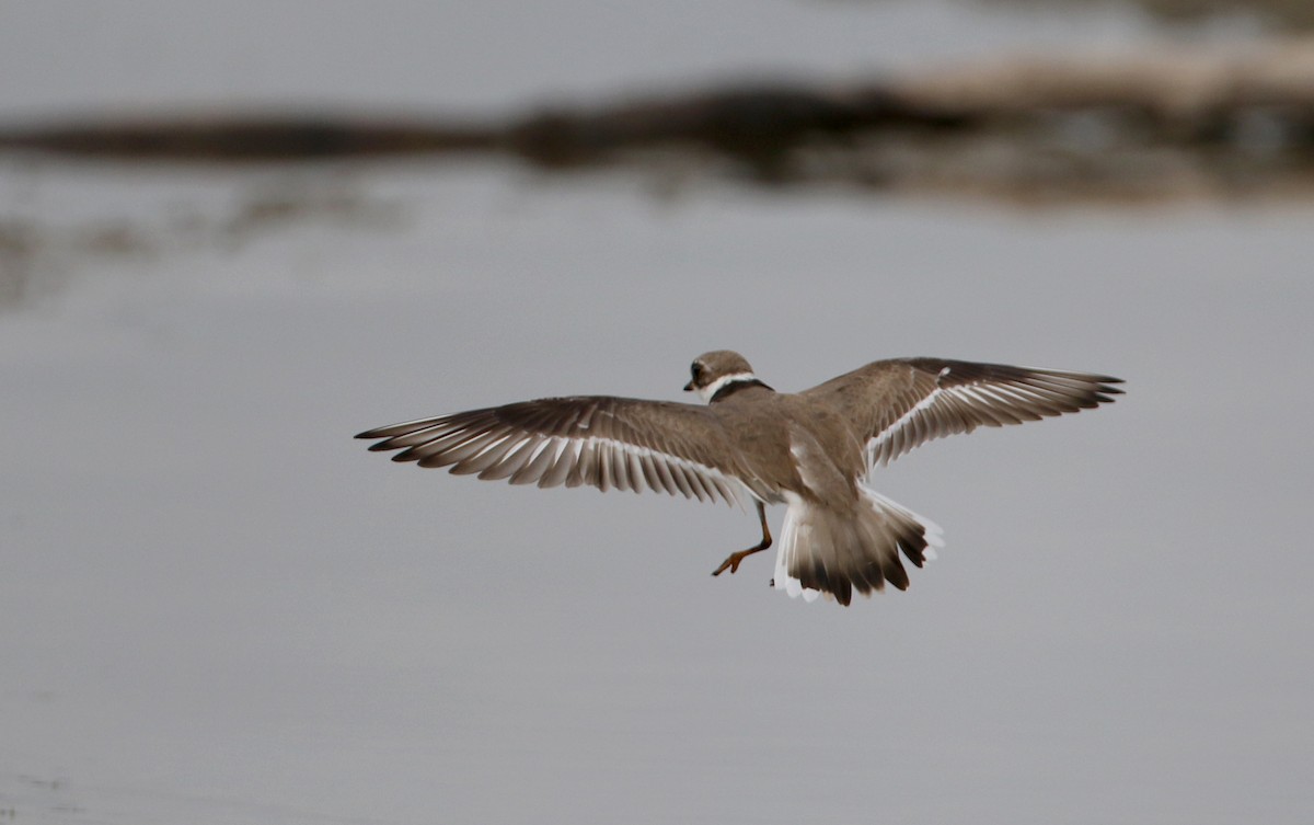 Semipalmated Plover - Jay McGowan