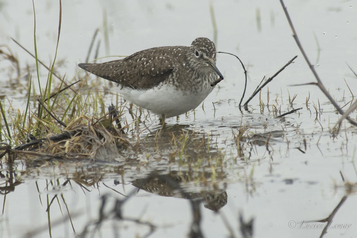 Solitary Sandpiper - ML214543751