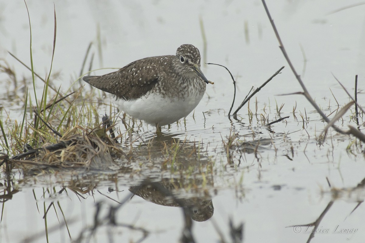 Solitary Sandpiper - Lucien Lemay