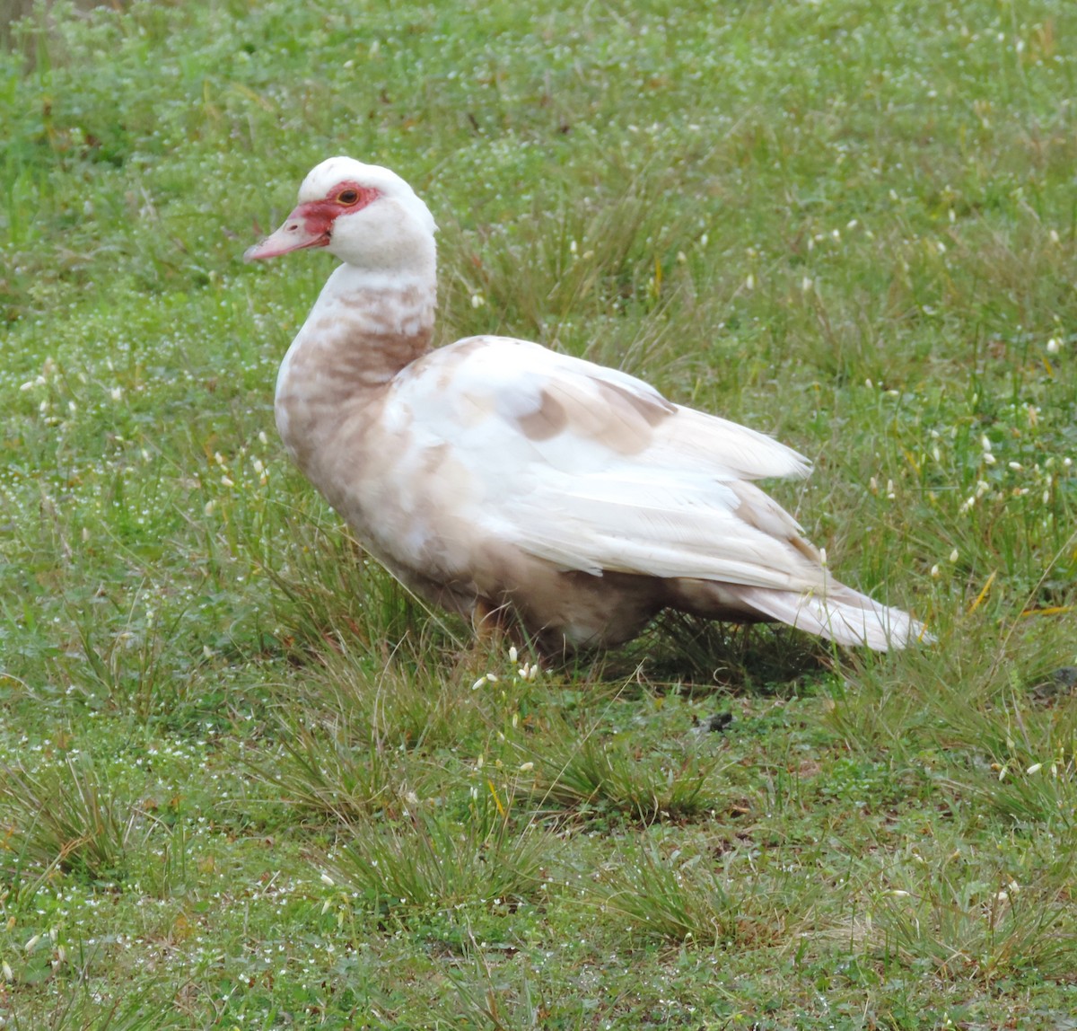 Muscovy Duck (Domestic type) - ML214545381