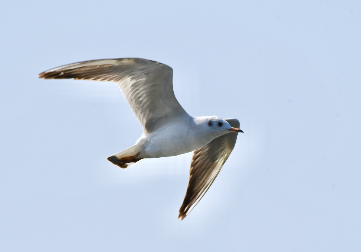 Black-headed Gull - ML214546401