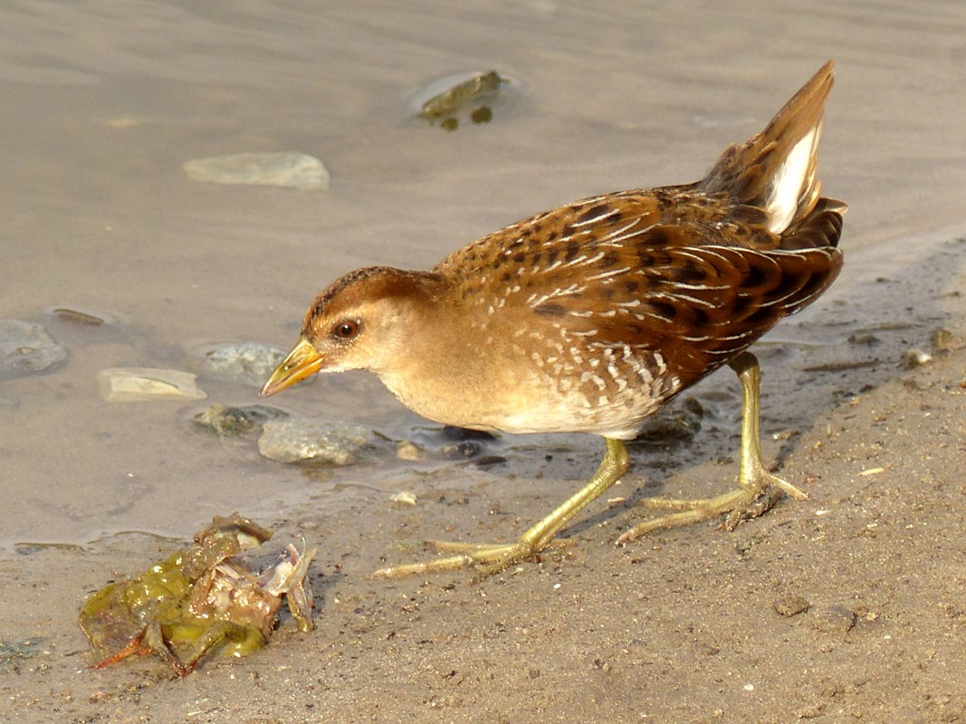 Polluela Sora - ML21454651