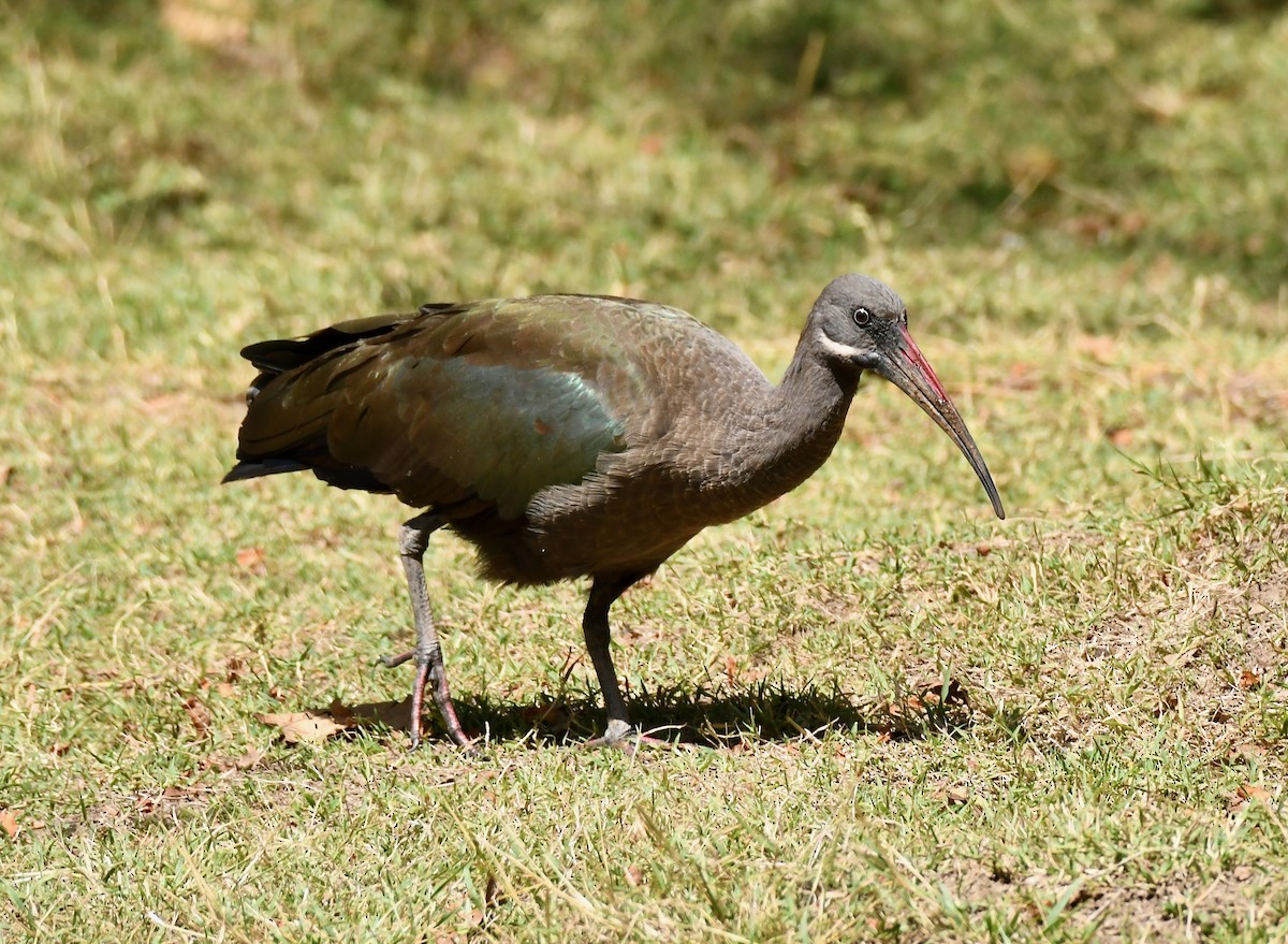 Hadada Ibis - ML214546711