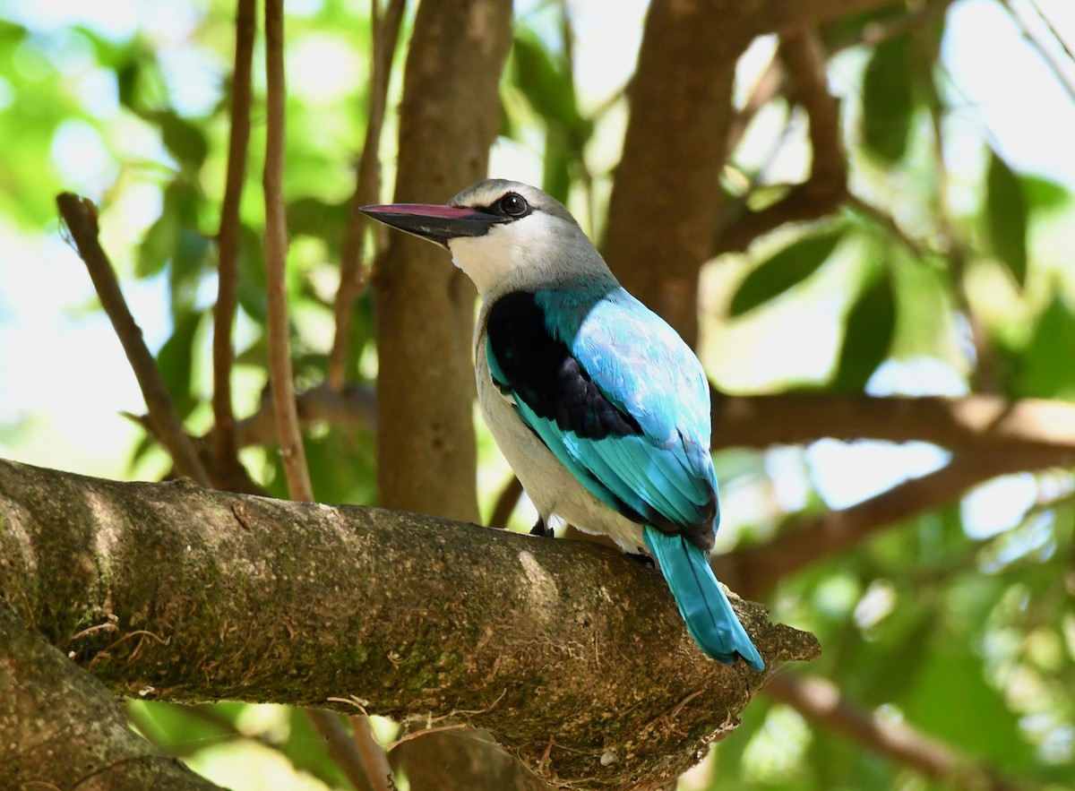 Woodland Kingfisher - ML214546741