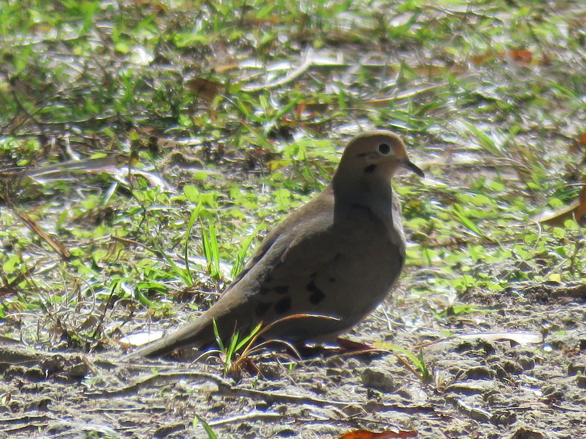 Mourning Dove - ML214547611