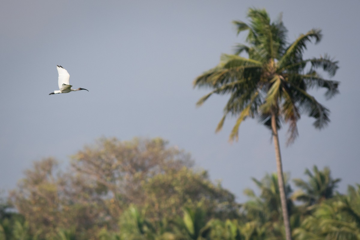 Black-headed Ibis - ML214547831