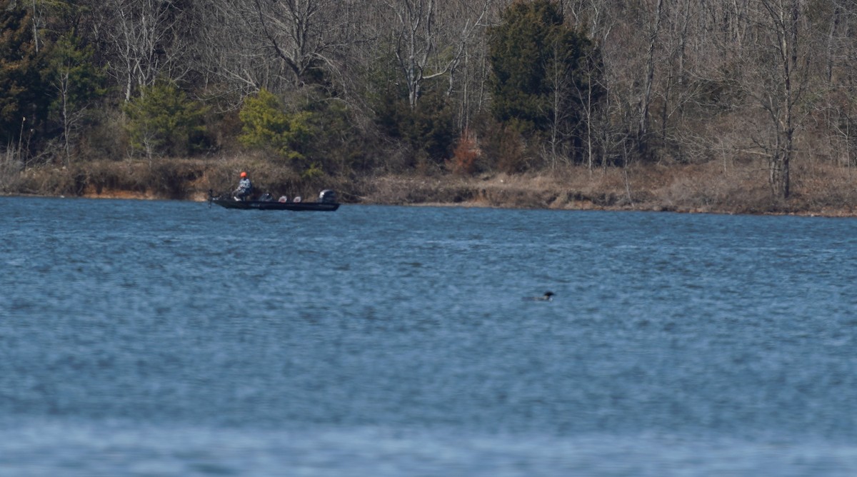 Common Loon - ML214548251