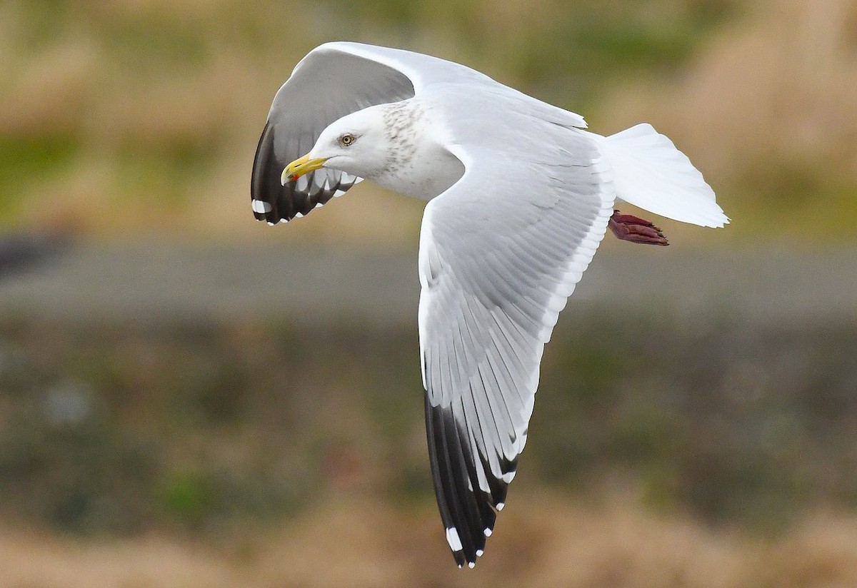 American Herring Gull - ML214548441