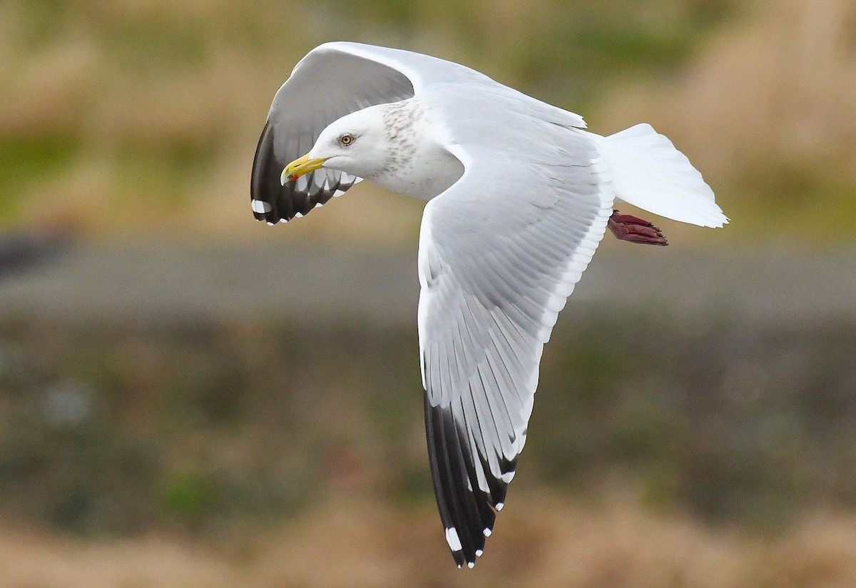 Herring Gull - ML214548441