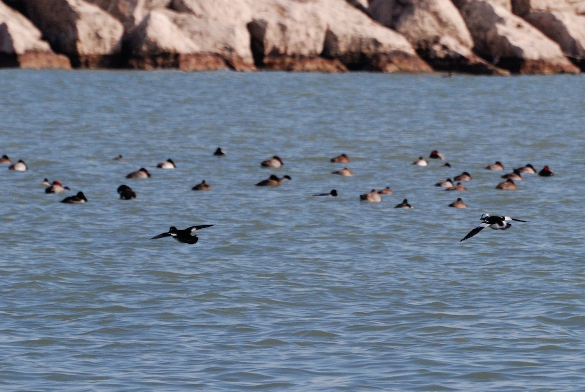 Bufflehead - Jing-Yi Lu