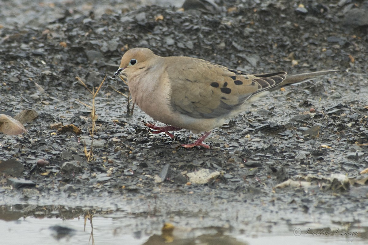 Mourning Dove - Lucien Lemay