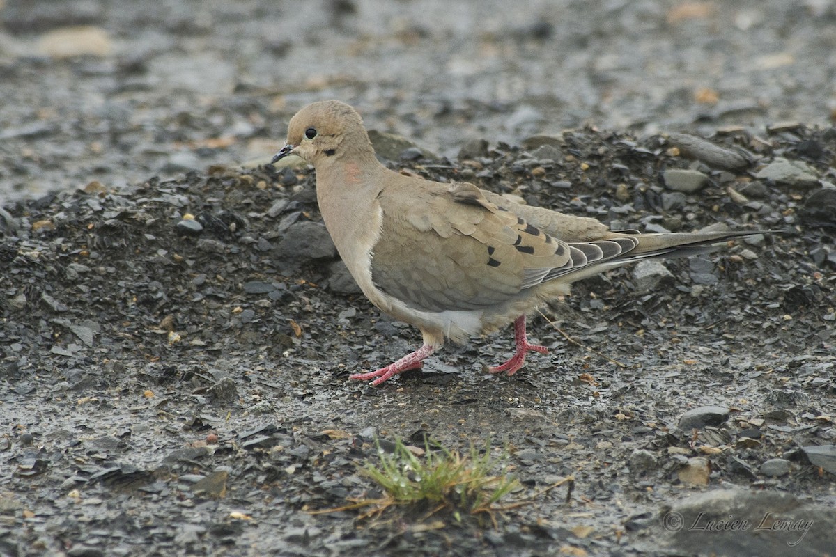 Mourning Dove - Lucien Lemay