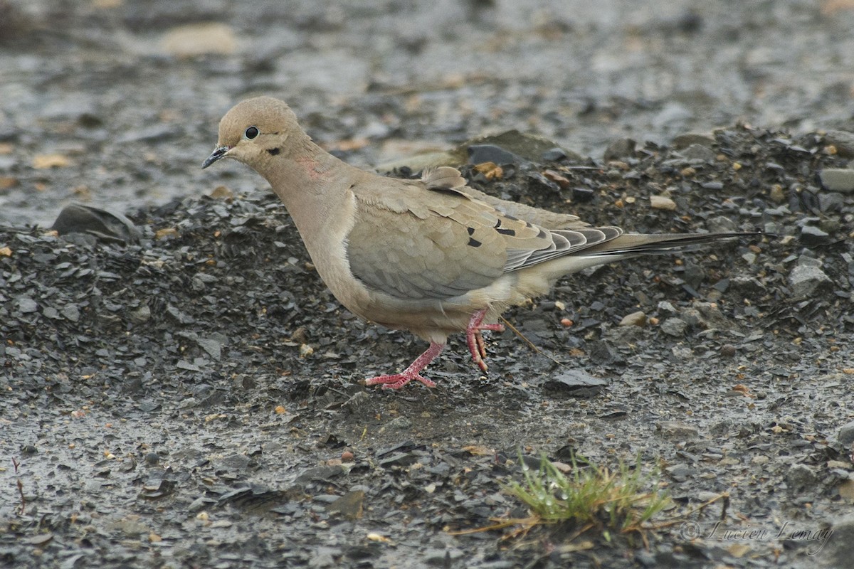 Mourning Dove - Lucien Lemay