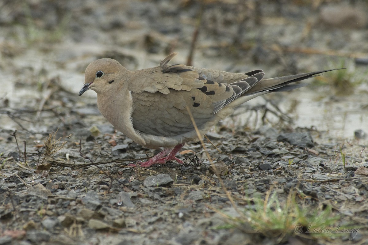 Mourning Dove - ML214550161