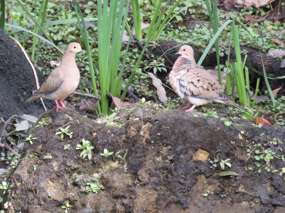 Mourning Dove - ML214550341