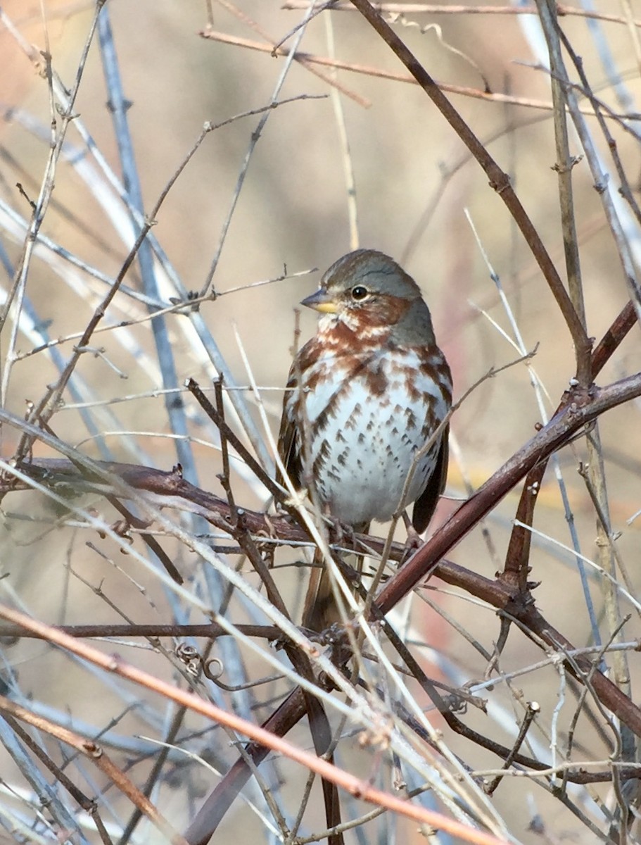 Fox Sparrow (Red) - ML214550561