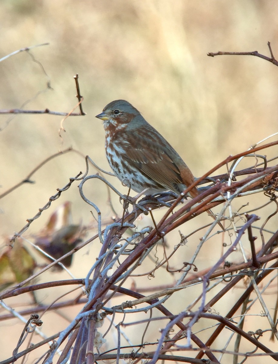 Fox Sparrow (Red) - ML214550681