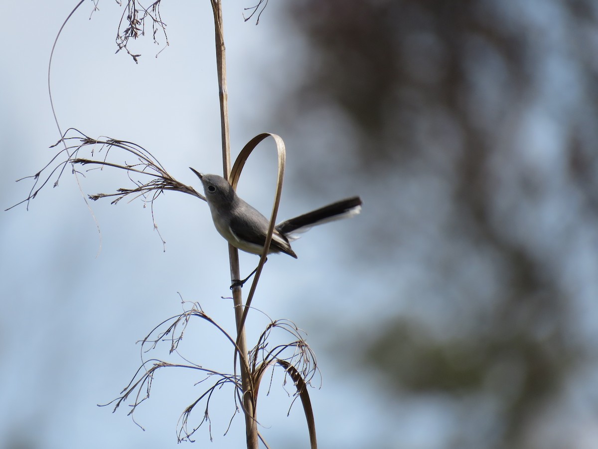 Blue-gray Gnatcatcher - ML214550901