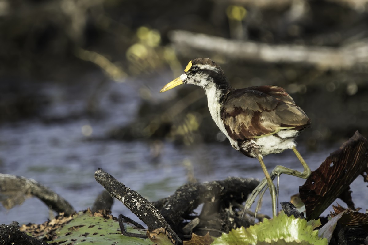 Northern Jacana - ML214552681